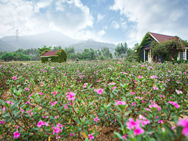 长春花花海.jpg