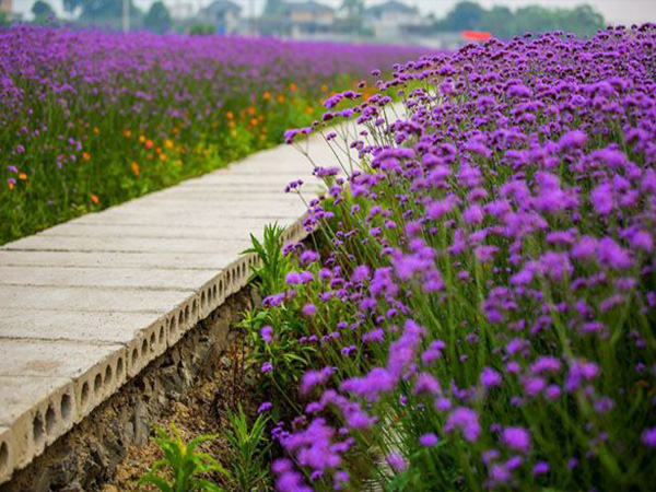 马鞭草花海.jpg