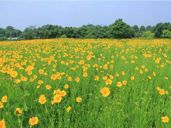 金鸡菊花海.jpg