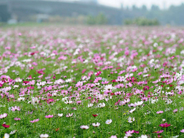 波斯菊花海.jpg