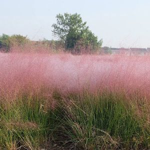 粉黛乱子草花海