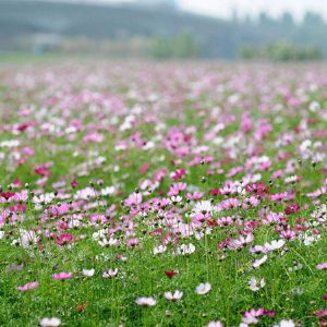 波斯菊花海