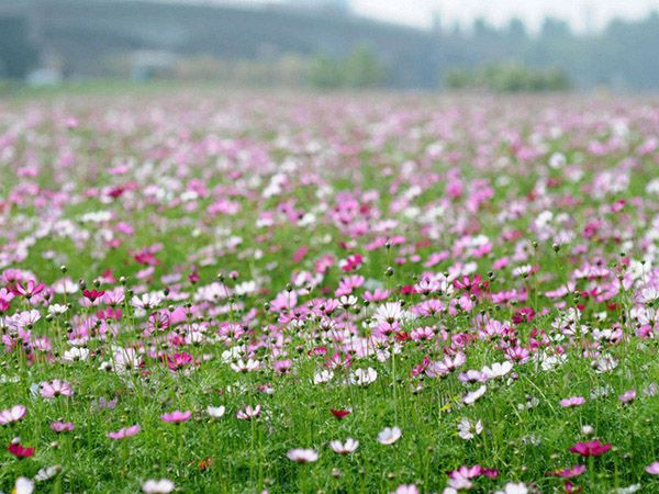 波斯菊花海